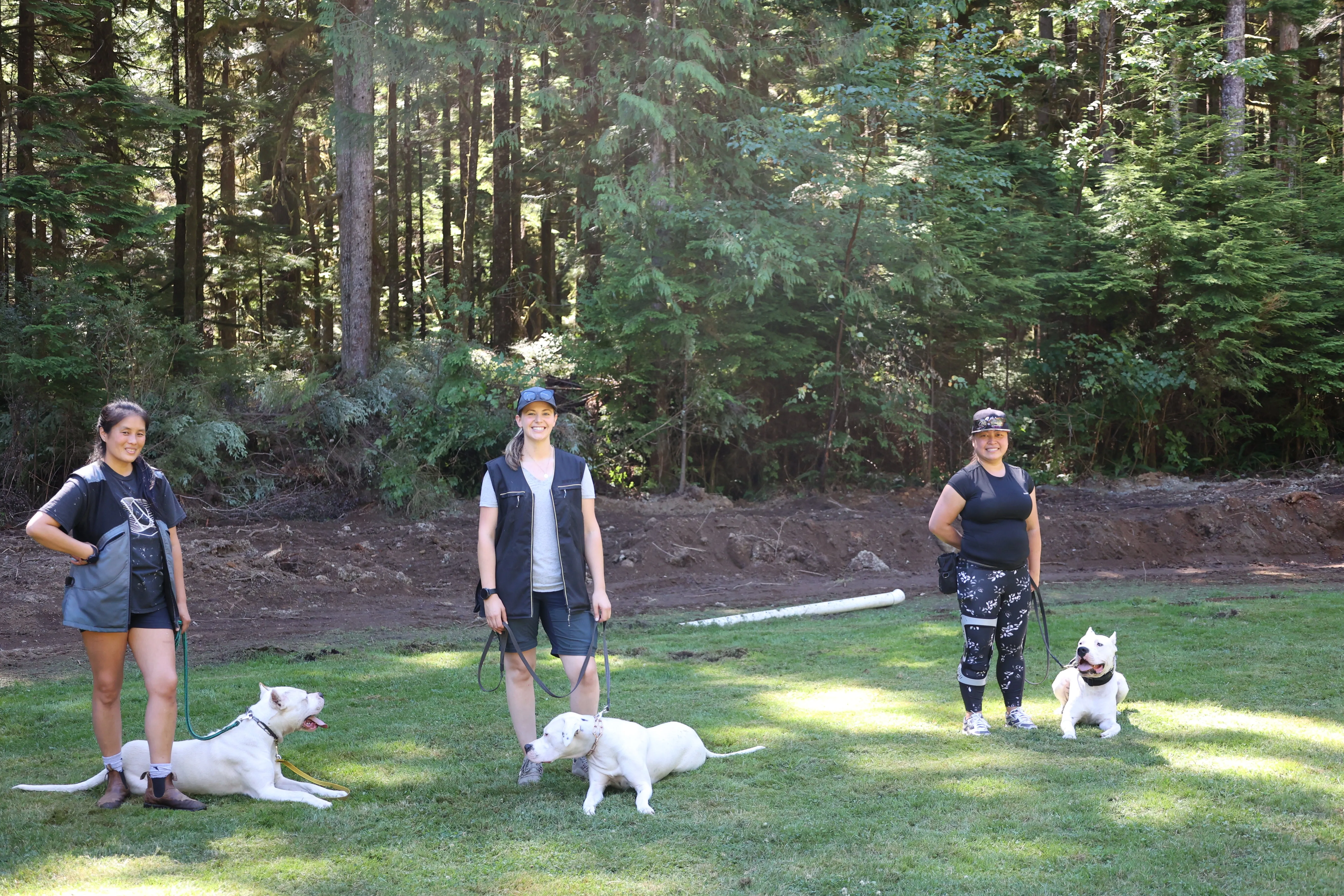 Pet Dog Training 10-Pack